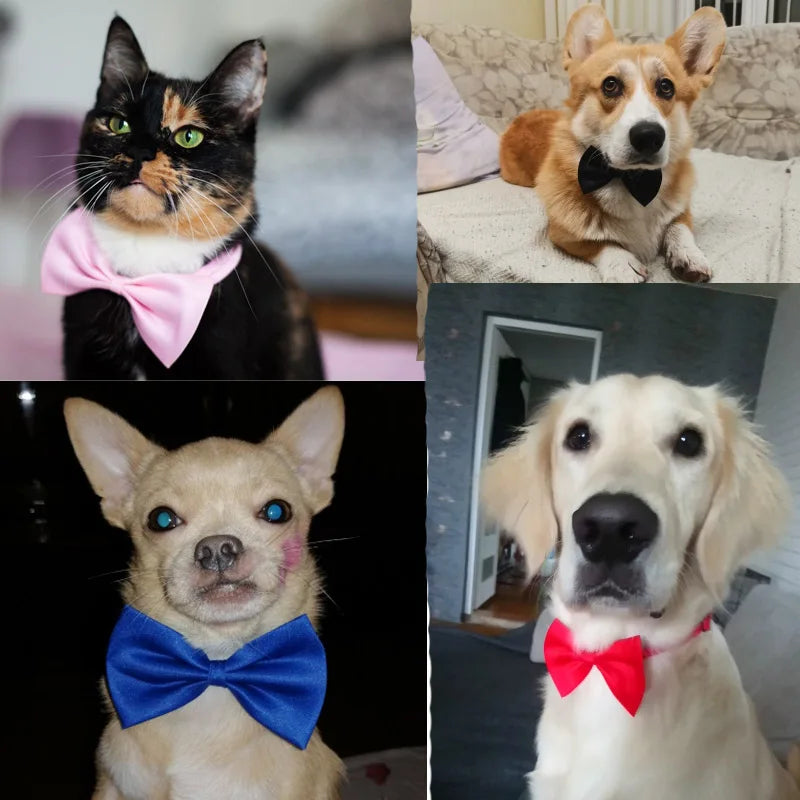 PawshProper Bowtie for your pet