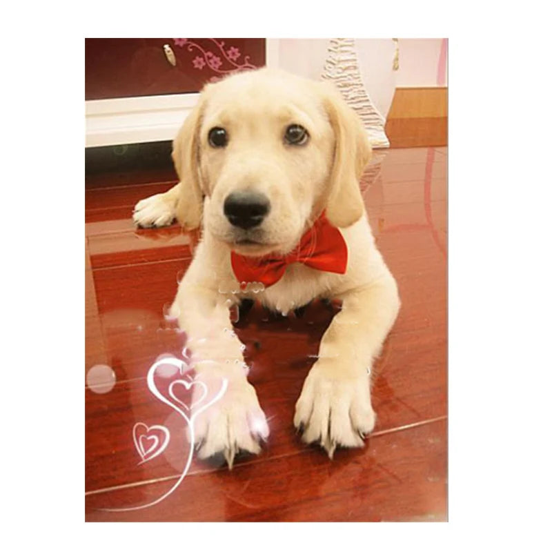 PawshProper Bowtie for your pet