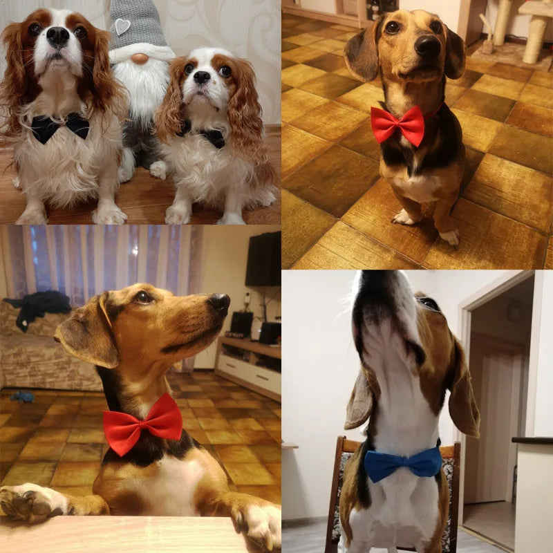 PawshProper Bowtie for your pet