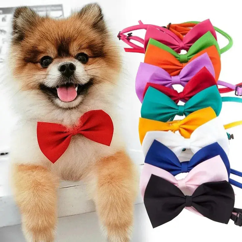 PawshProper Bowtie for your pet KEIKO